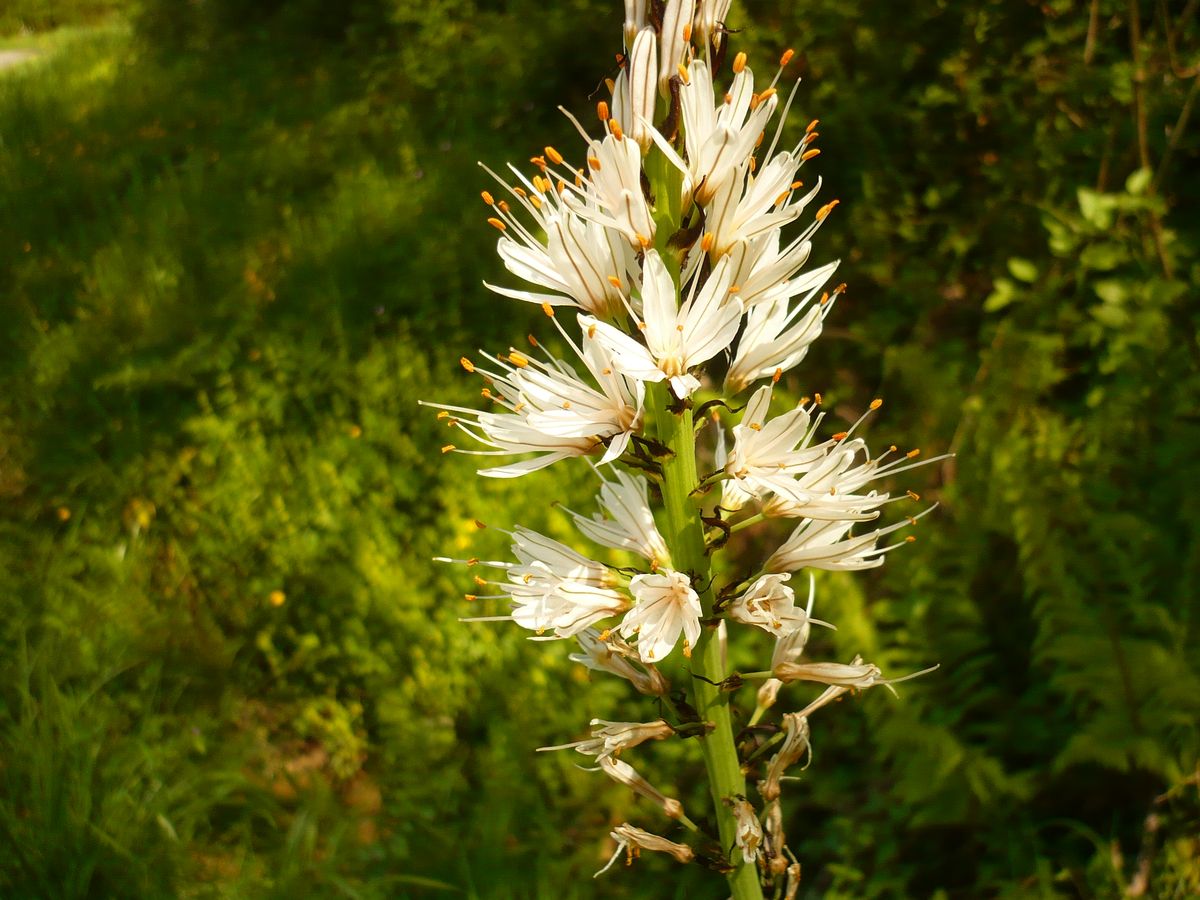 Asphodelus albus subsp. albus (Xanthorrhoeaceae)